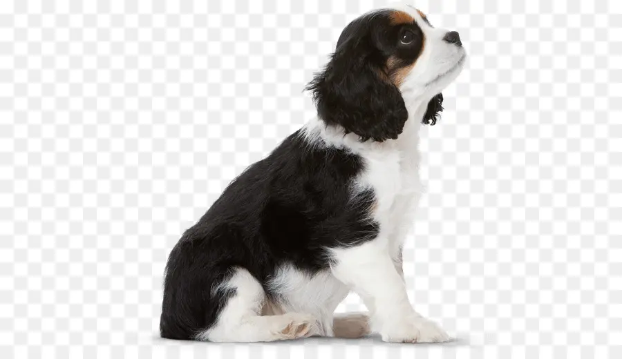 Perro，Cachorro PNG