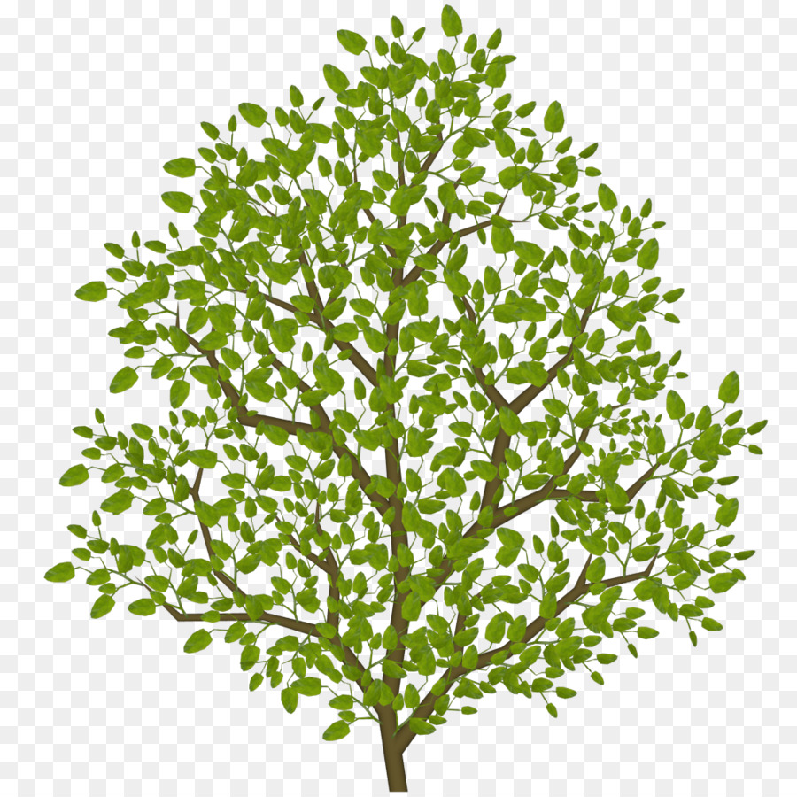 Árbol，Hojas PNG