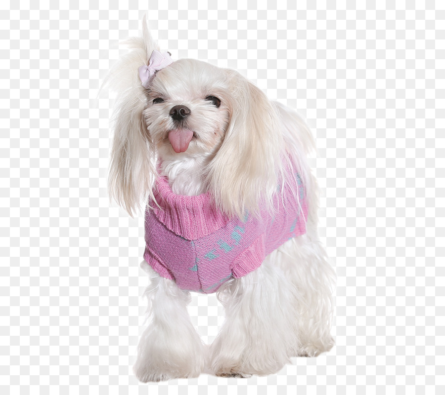 Cavachon，Perro Maltés PNG