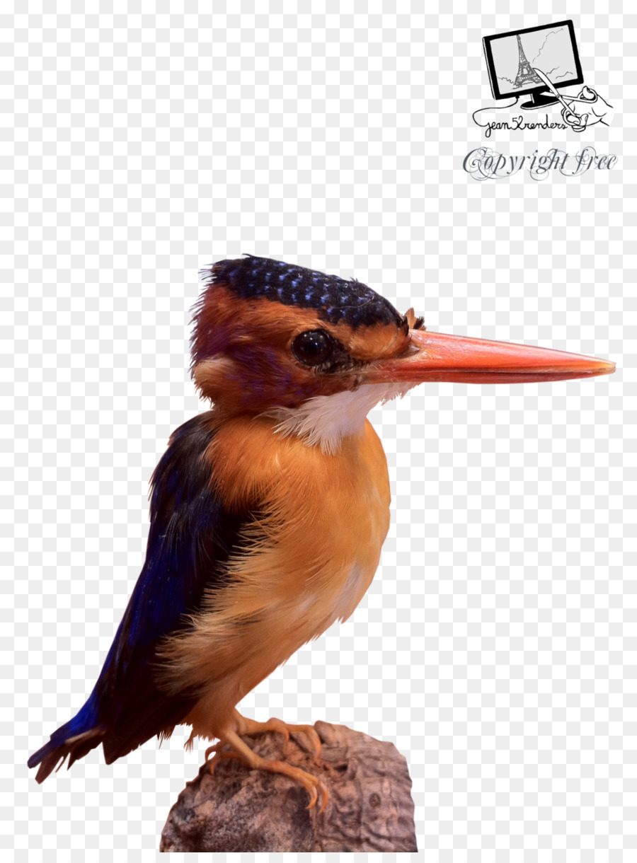 Pájaro Colorido，Plumas PNG