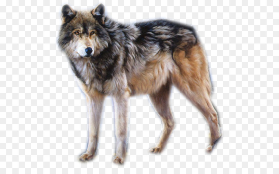 Lobo，Pelaje Blanco PNG