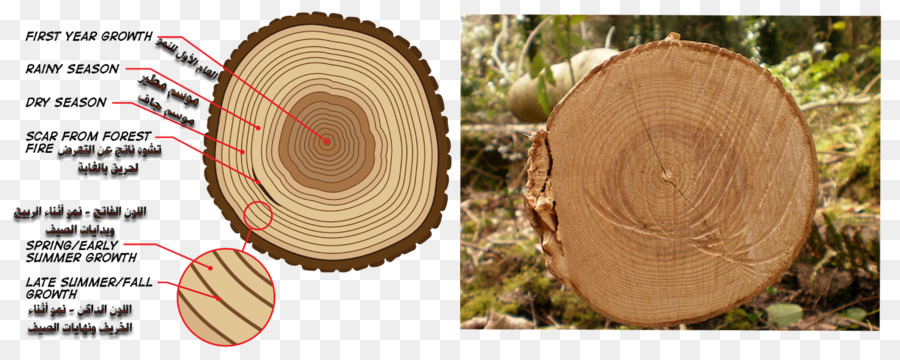 La Madera，Árbol PNG