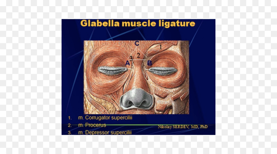 Músculo，Depresor Del Septi Nasi Muscular PNG