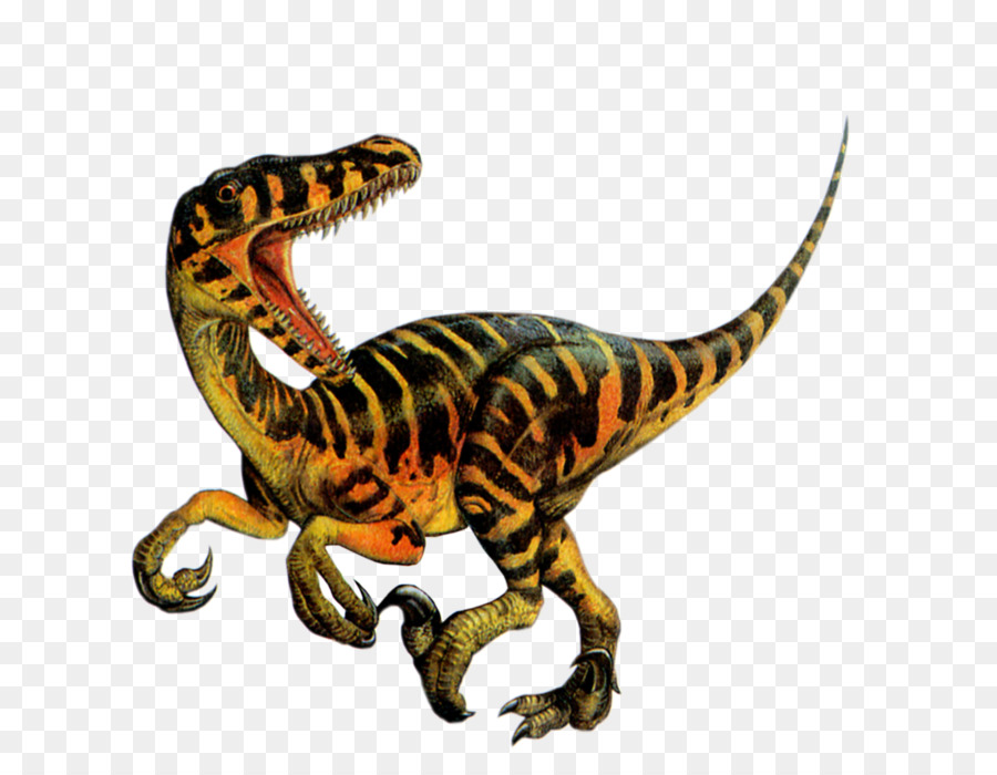 Tyrannosaurus，Velociraptor PNG