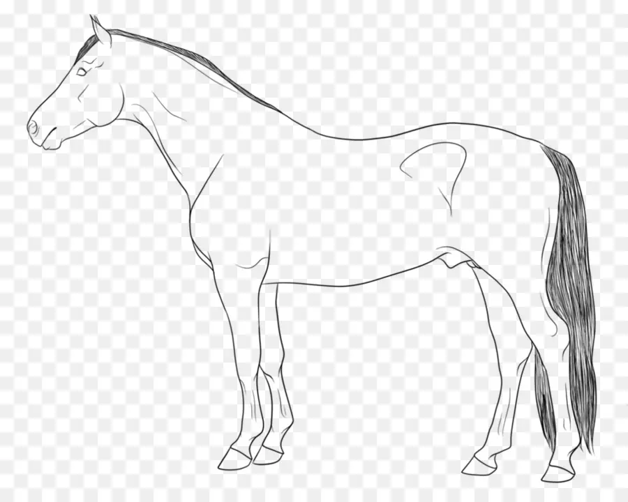 Caballo，Potro PNG