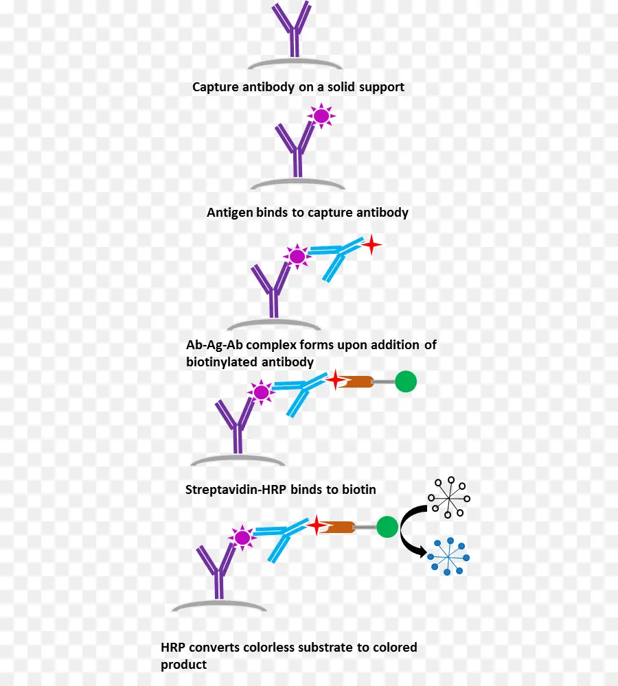 Proceso De Anticuerpos，Anticuerpo PNG