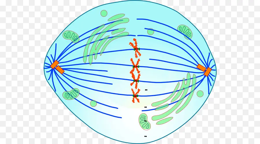 Metafase，La Mitosis PNG