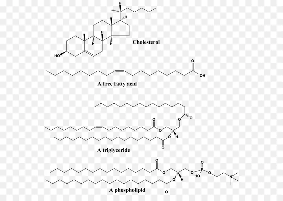 Los Lípidos，Estructura PNG