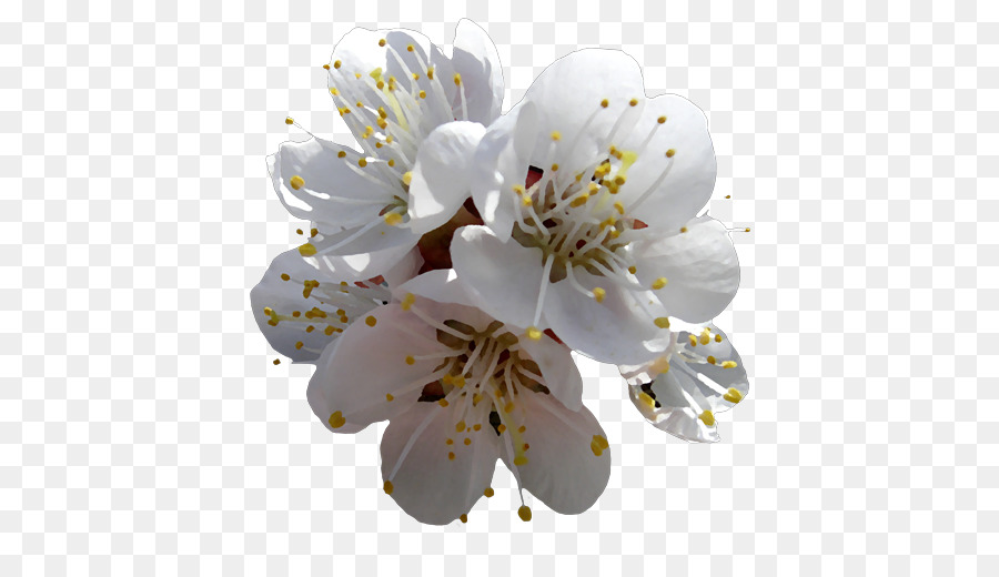 Flores Blancas，Florecer PNG