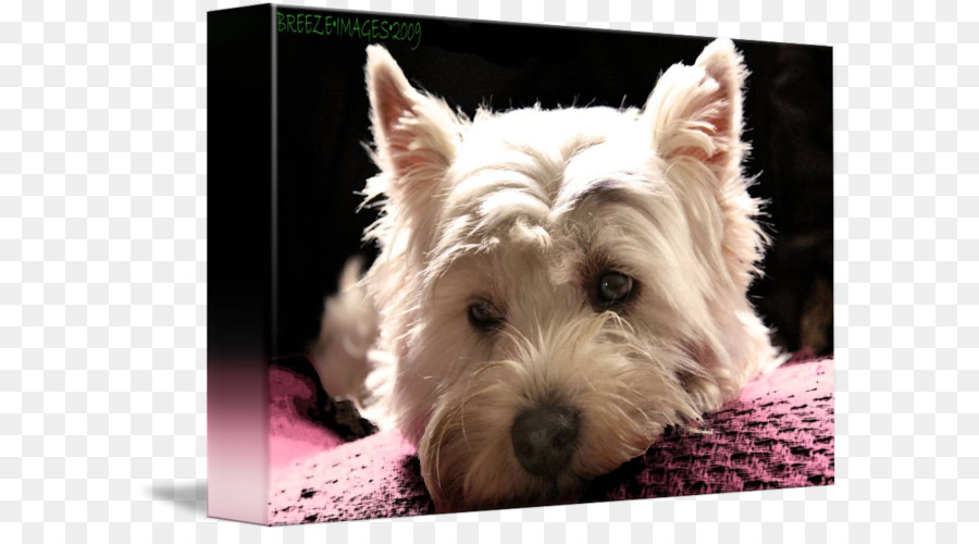West Highland White Terrier，Norwich Terrier PNG