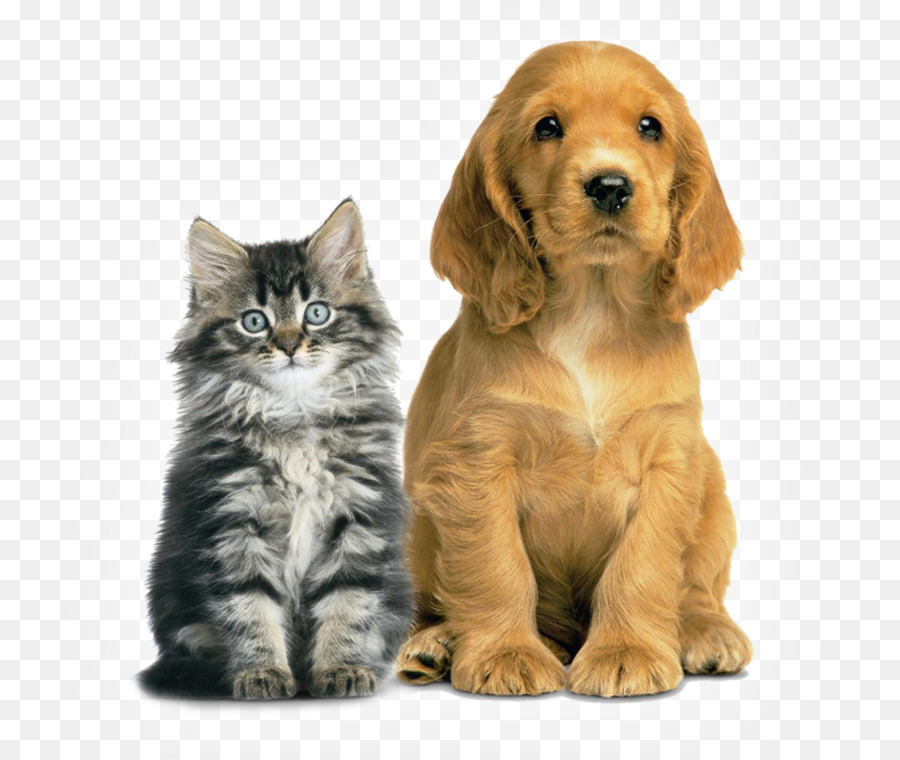 Gatito Y Cachorro，Mascotas PNG