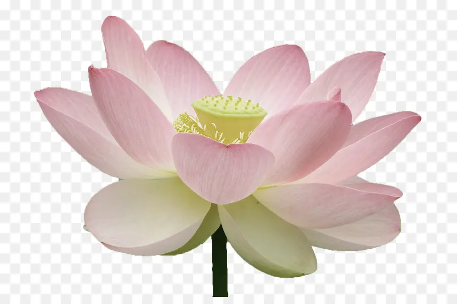 Nelumbo，Lotus PNG