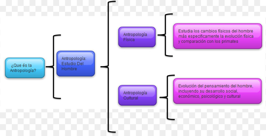 Antropología，Cuadro Sinóptico PNG