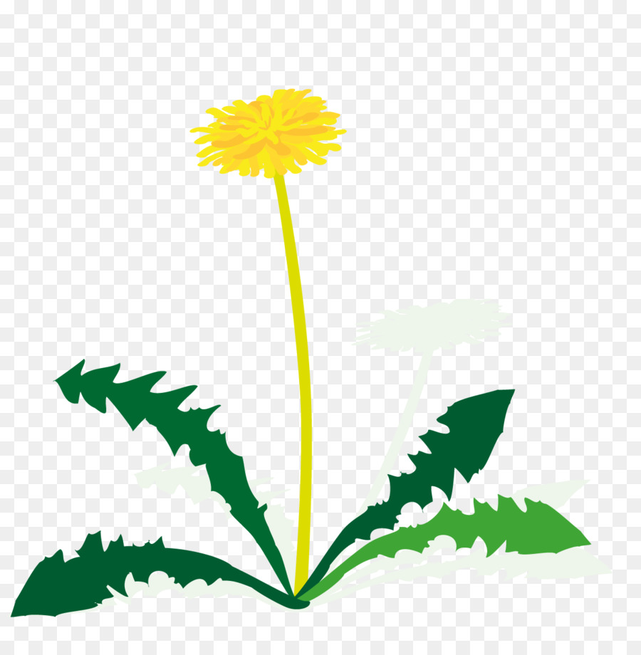 Diente De León，Flor PNG