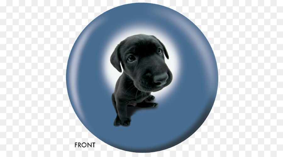 Labrador Retriever，Cachorro PNG