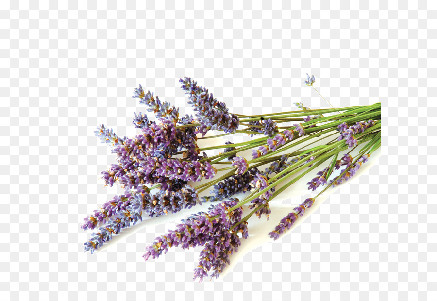 Flores De Lavanda，Púrpura PNG