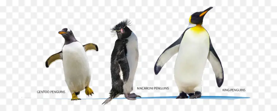 Pingüinos，Aves PNG