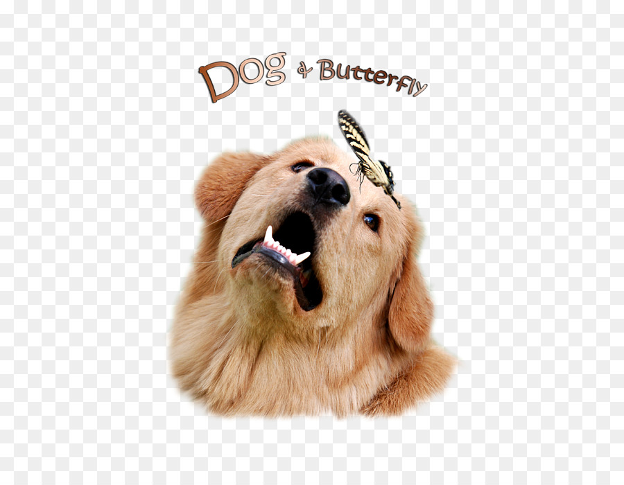 Golden Retriever，Cachorro PNG