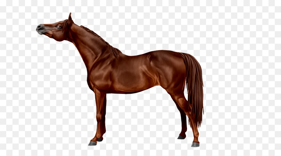 Caballo árabe，Breyer Animal Creaciones PNG