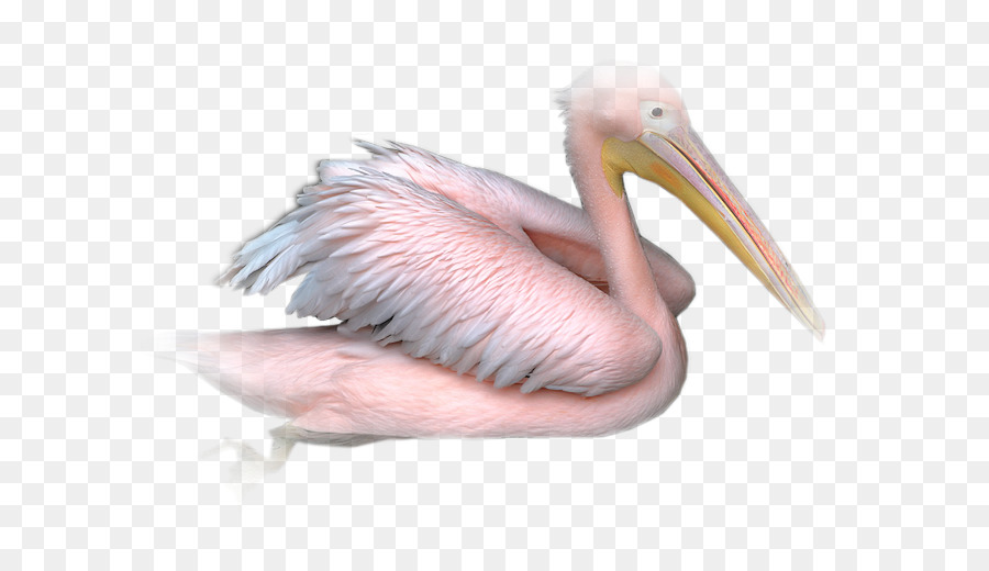 Pelican，Paintshop Pro PNG