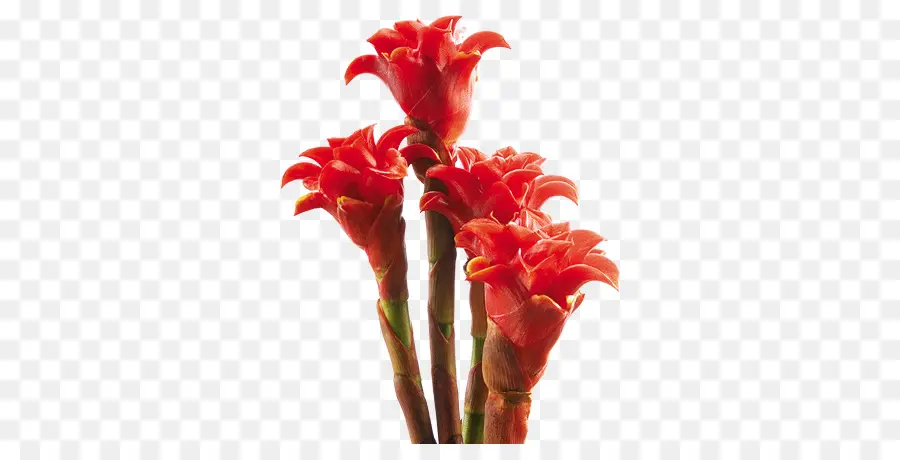 Flores Rojas，Florecer PNG