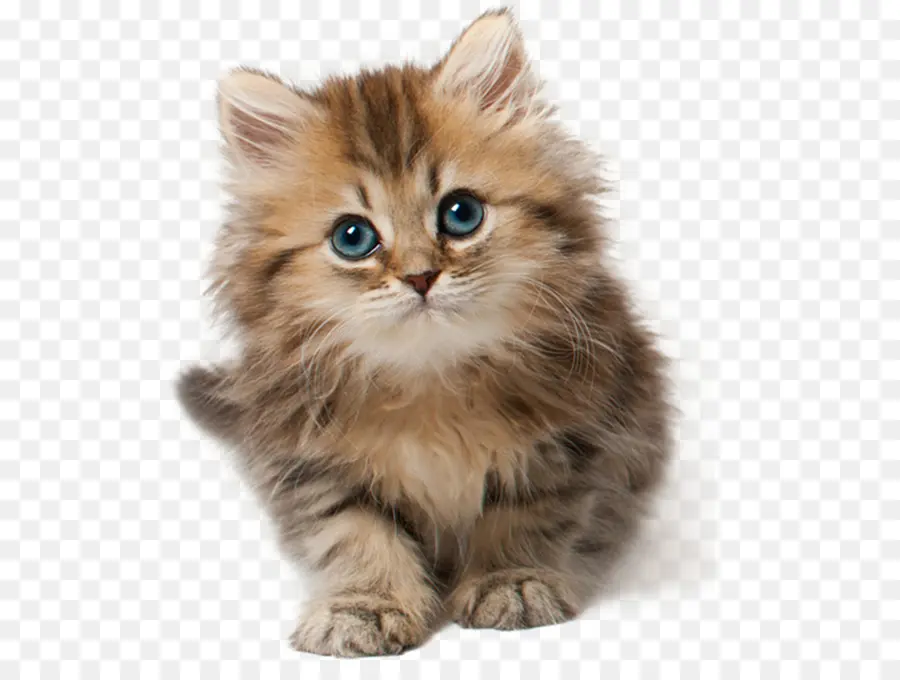 Gato，Gatito PNG