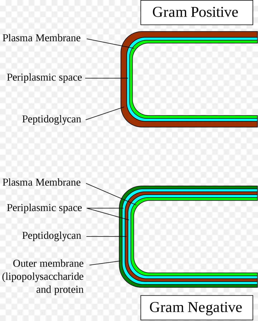 Grampositive Bacterias，Gramnegative Bacterias PNG