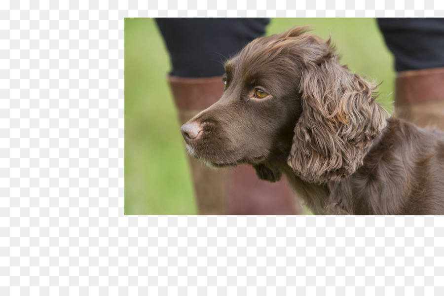 Boykin Spaniel，Spaniel De Campo PNG