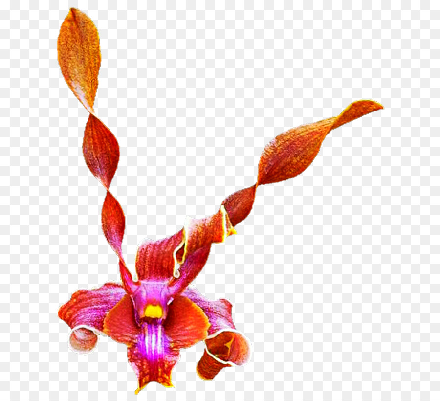 Orquídeas De Polilla，Vástago PNG