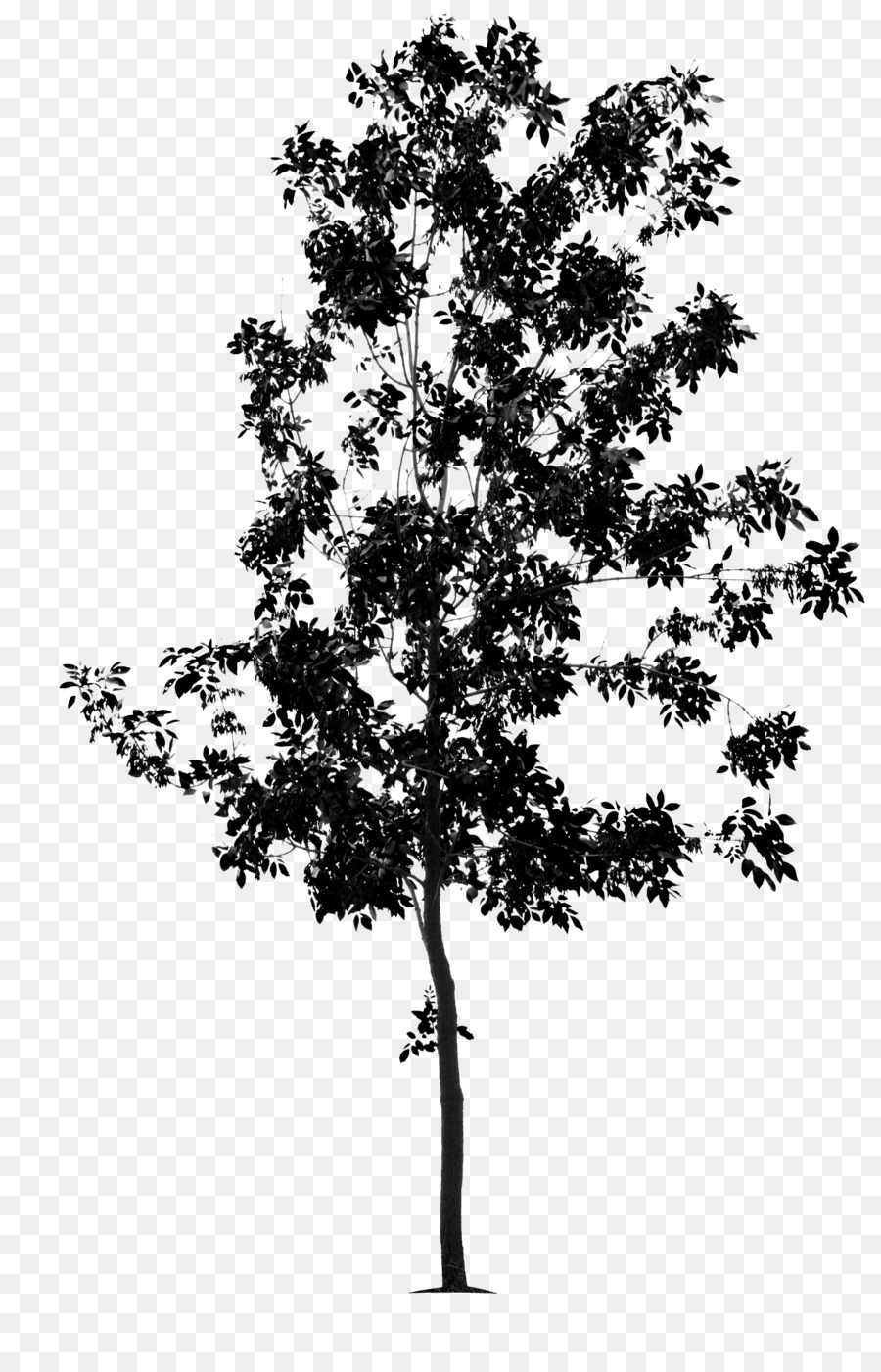 Ramita，Árbol PNG