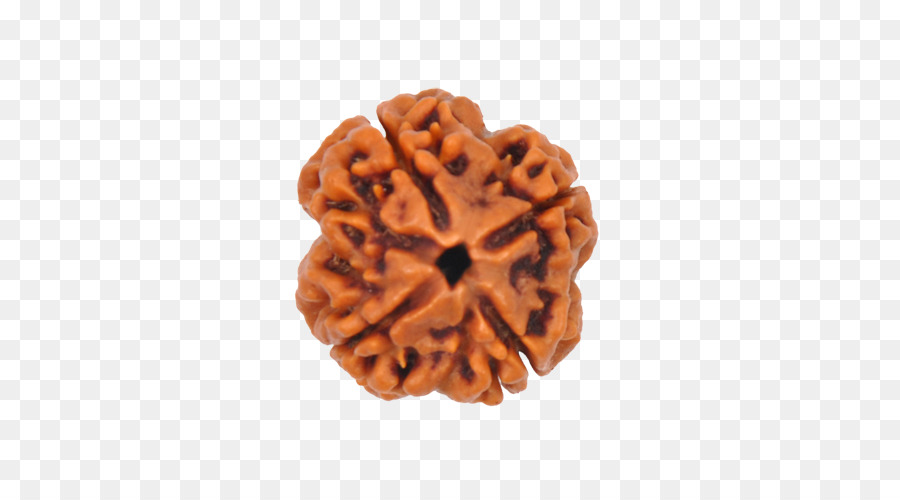 Rudraksha，La India PNG