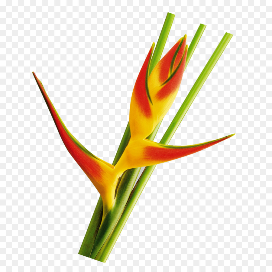 Flor De Heliconia，Tropical PNG