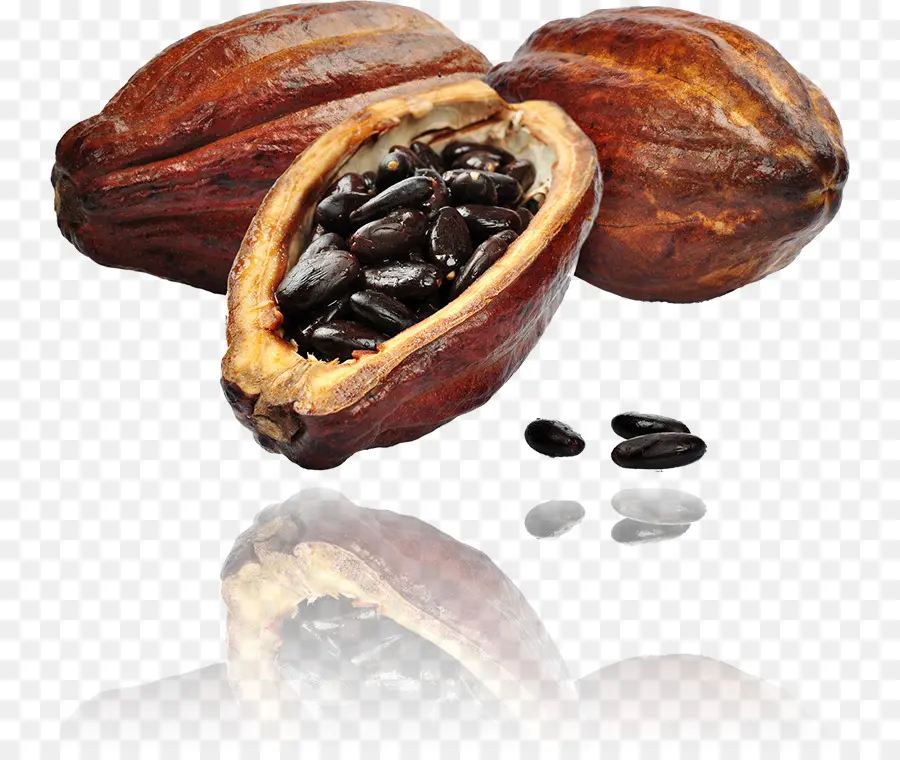 árbol Del Cacao，Grano De Cacao PNG