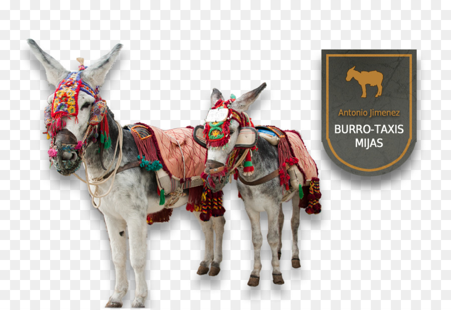 Burros Decorados，Burro Taxis PNG