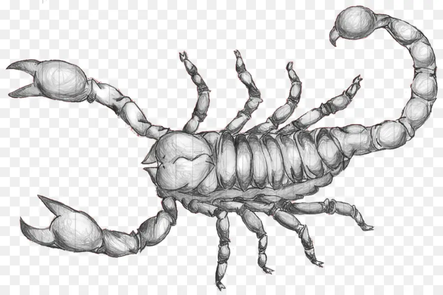 Escorpión，Dibujo PNG
