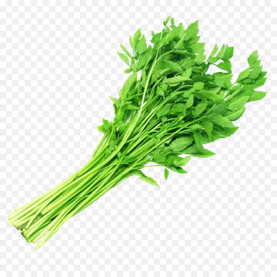 Cilantro，Mizuna PNG