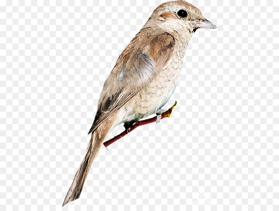 Gorrión，Aves PNG