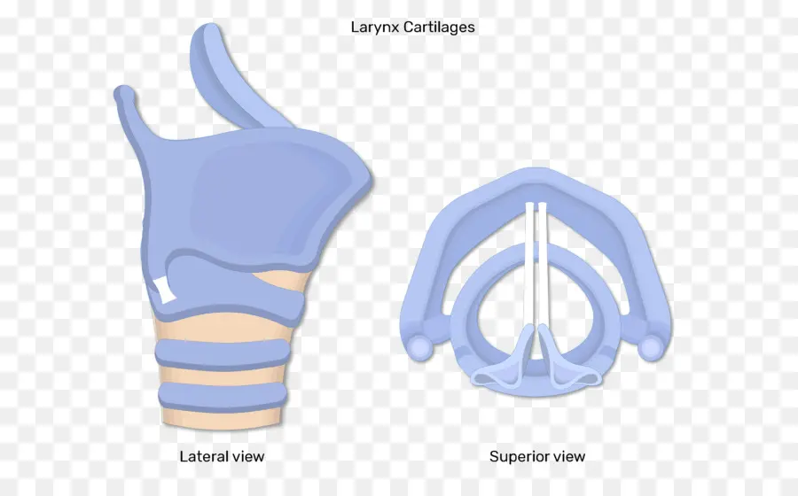 Laringe，Los Músculos De La Laringe PNG