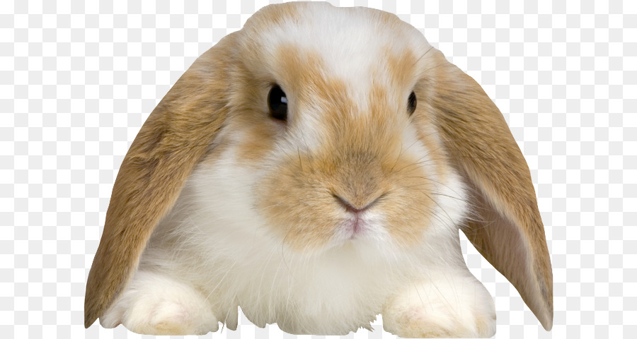 Holland Lop，English Lop PNG