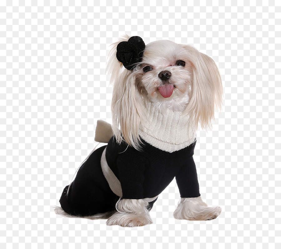 Perro Pequeño En Suéter，Perro Blanco PNG