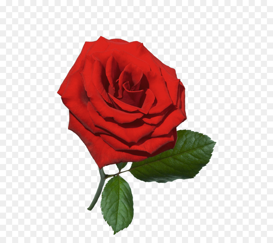 Rosa，Rojo PNG