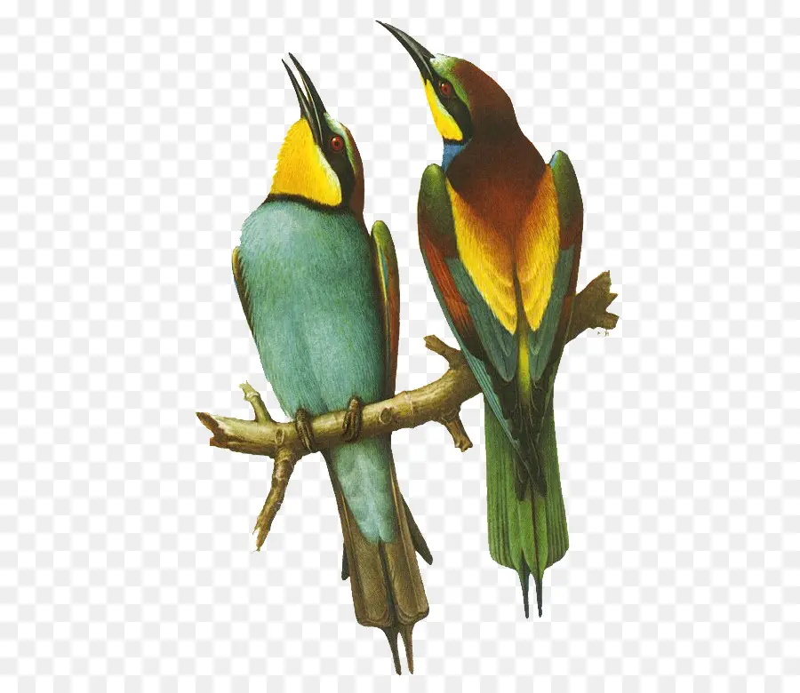 Pájaros Coloridos，Naturaleza PNG