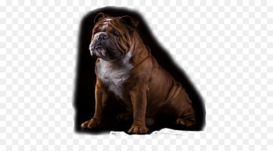 Raza De Perro，Nonsporting Grupo PNG