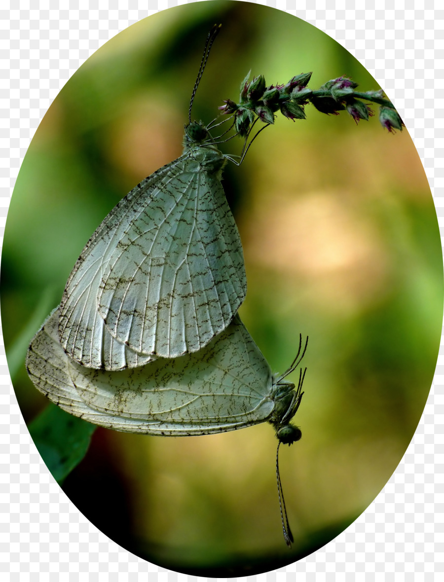 Gossamerwinged Mariposas，Brushfooted Mariposas PNG