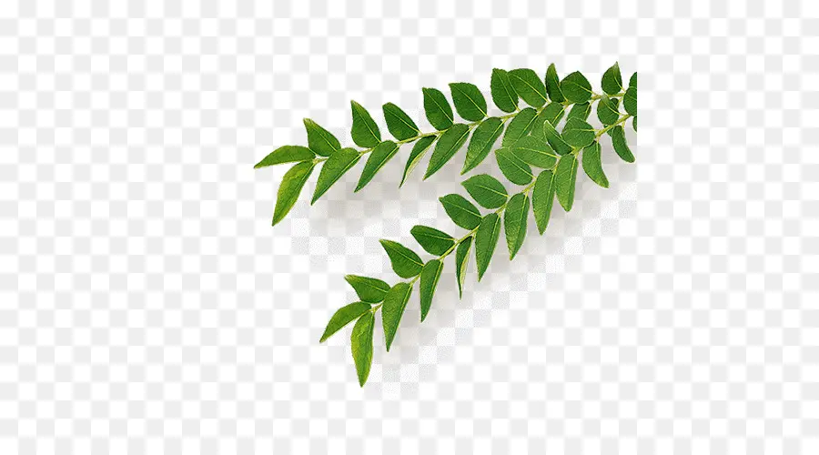 Hojas Verdes，Planta PNG