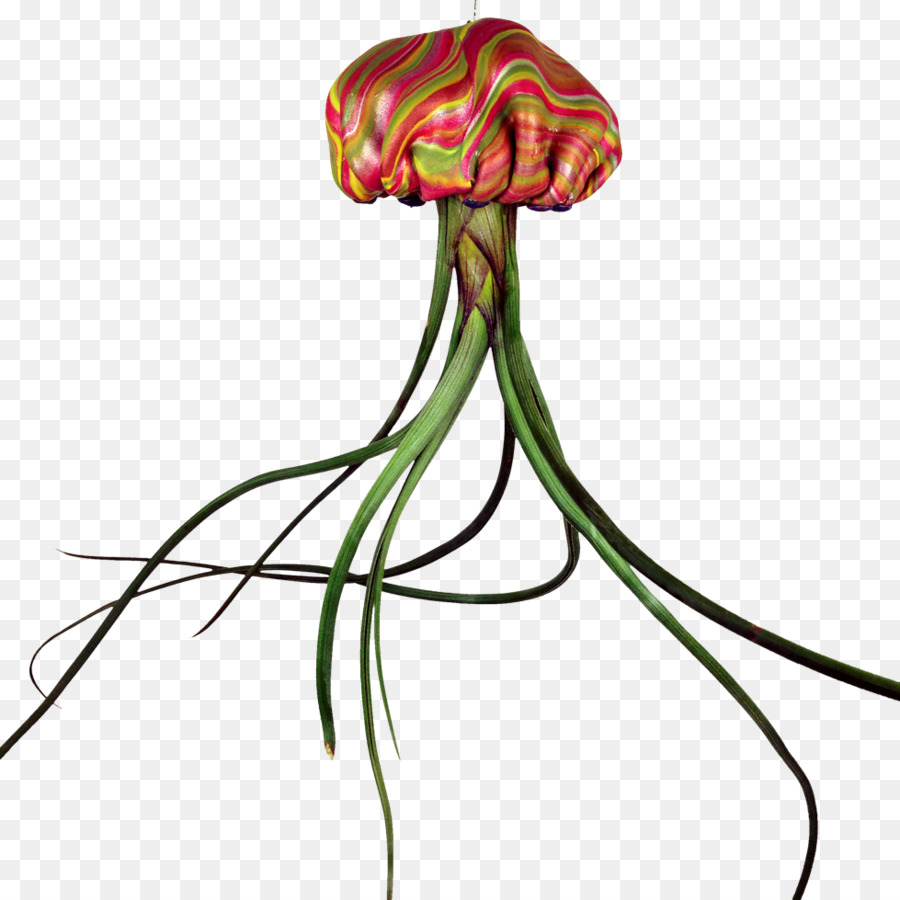 Diseño Floral，Las Medusas PNG