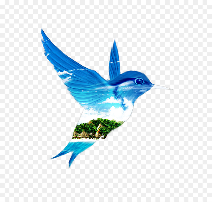 Pico，Pluma PNG