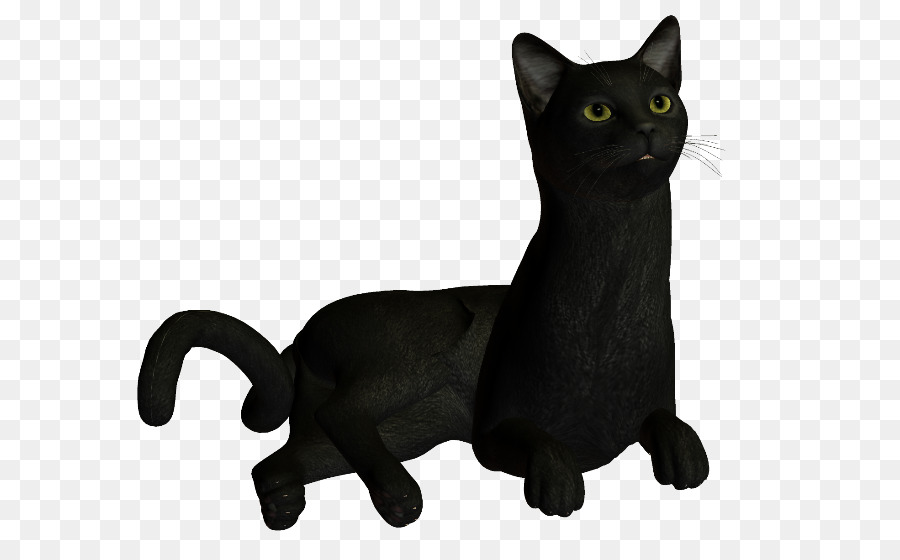 Korat，Gato Negro PNG