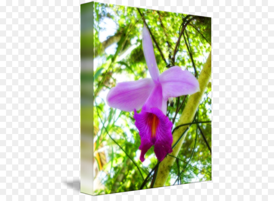 Dendrobium，Las Orquídeas Cattleya PNG