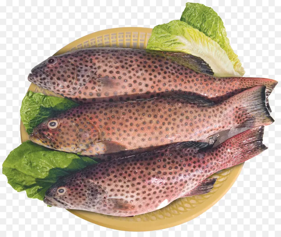 Salmón，Los Peces PNG